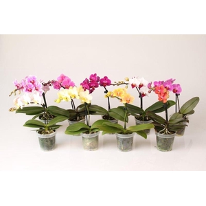 PHALAENOPSIS-HYBRID p9