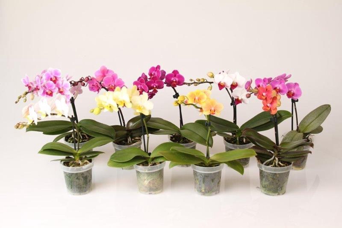 <h4>PHALAENOPSIS-HYBRID p9</h4>