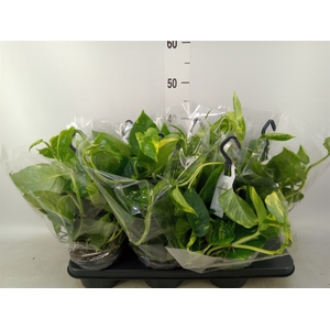 Epipremnum pinn.   HG