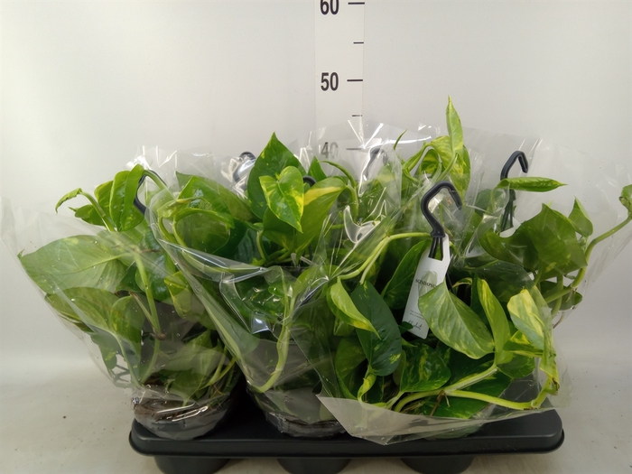 <h4>Epipremnum pinn.   HG</h4>