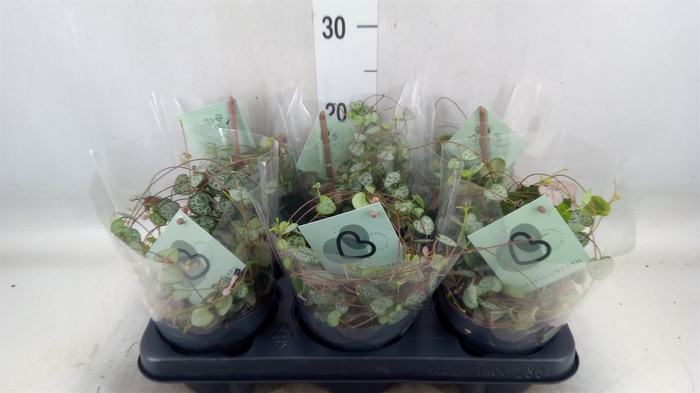 <h4>Ceropegia woodii ssp. woodii</h4>