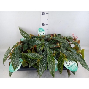 Begonia BD 'Double Dot'