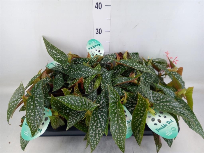 <h4>Begonia BD 'Double Dot'</h4>