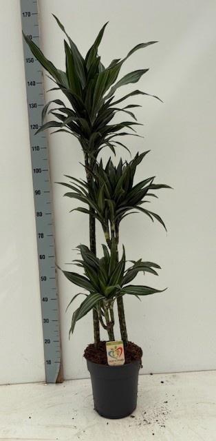 <h4>DRA DE ULISES</h4>