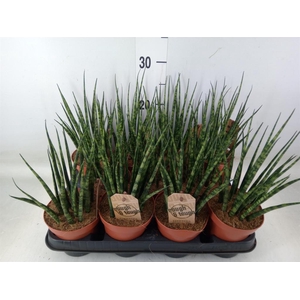 Sansevieria  'Fernwood'