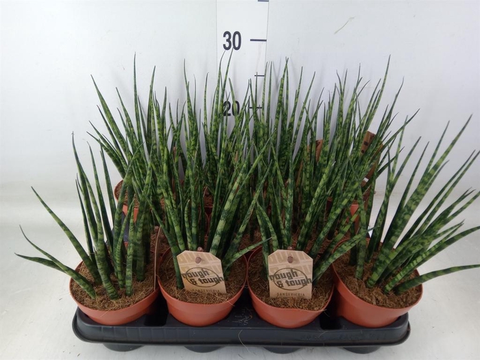 <h4>Sansevieria  'Fernwood'</h4>