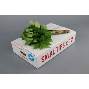 Salal  Tips x 12  AIR