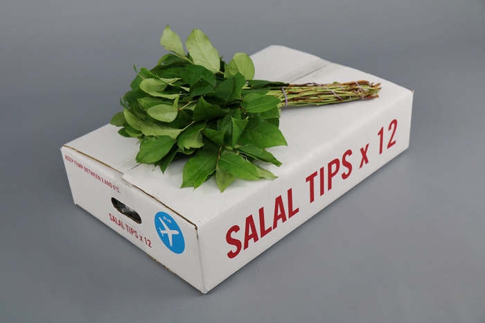 <h4>Salal  Tips x 12  AIR</h4>