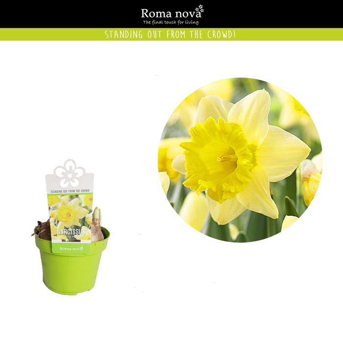 <h4>Narcissus Kiss Me 12cm</h4>