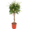 Ficus Exotica