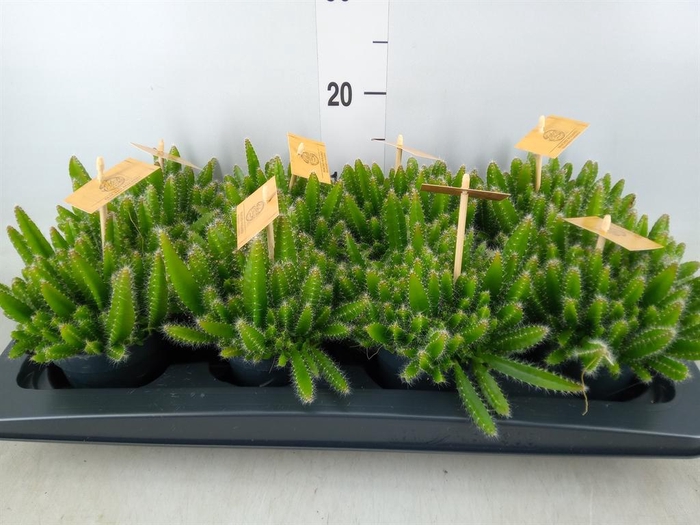 <h4>Hylocereus undatus</h4>