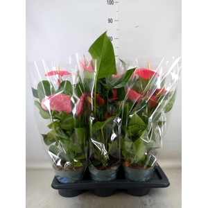 Anthurium  'Karma Pink'