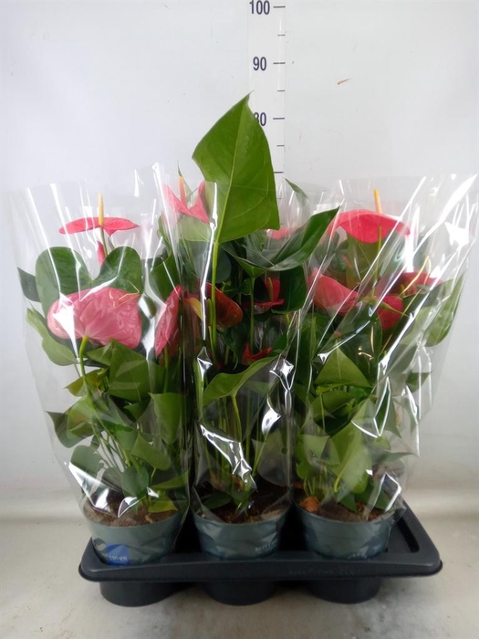 <h4>Anthurium 'Karma Pink'</h4>