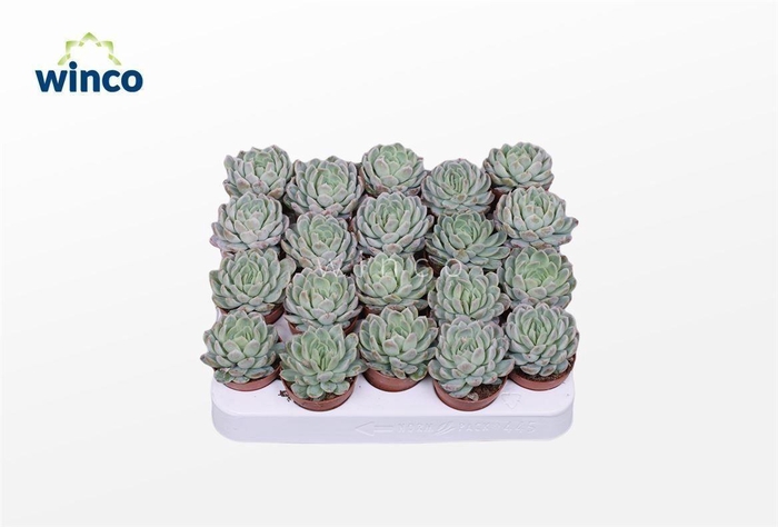 Echeveria Zonnestraal