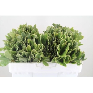 PITTOSPORUM ILAN