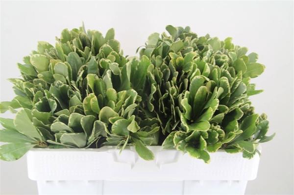 <h4>PITTOSPORUM ILAN</h4>