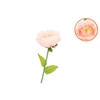 Silk Amazing Peony Beauty Peach Xl 38x115cm
