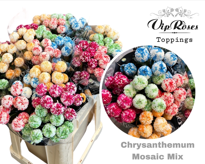 <h4>Chr T Mosaic Mix</h4>