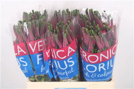 <h4>Veronica Smart Iselle Pink</h4>