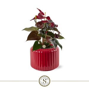 Bologna Keramiek Red - Coral