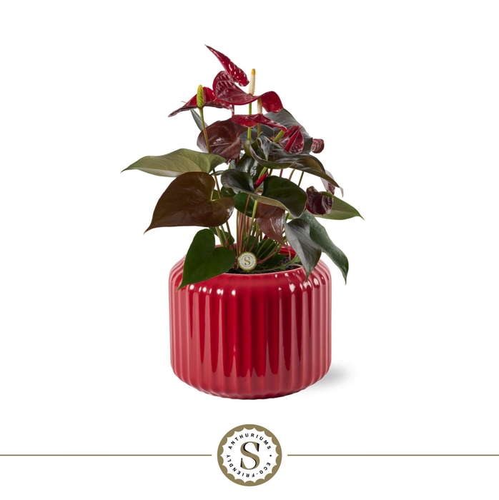 <h4>Bologna Keramiek Red - Coral</h4>