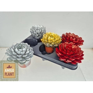 ECHEV PAINTED GOSICA X5