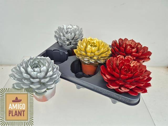 <h4>ECHEV PAINTED GOSICA X5</h4>