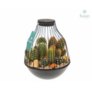 Vogelkooi metaal zwart Large LED met Cactussen