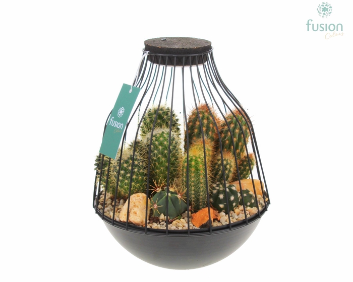 <h4>Vogelkooi metaal zwart Large LED met Cactussen</h4>