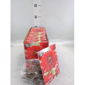 Dahlia   ...flowerbulbs