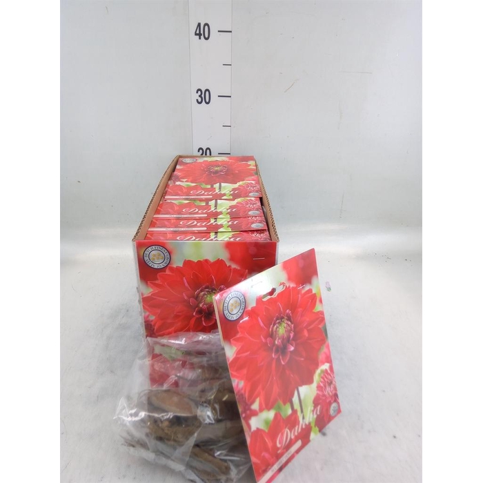 <h4>Dahlia   ...flowerbulbs</h4>