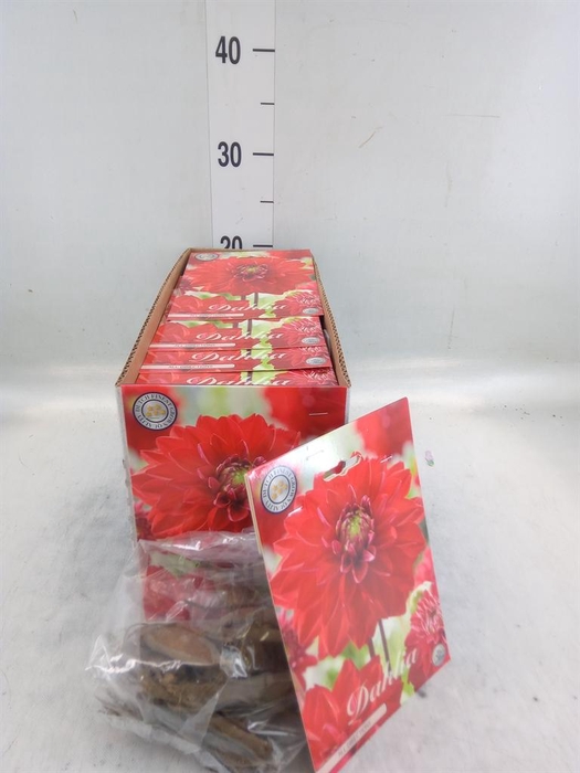 <h4>Dahlia   ...flowerbulbs</h4>