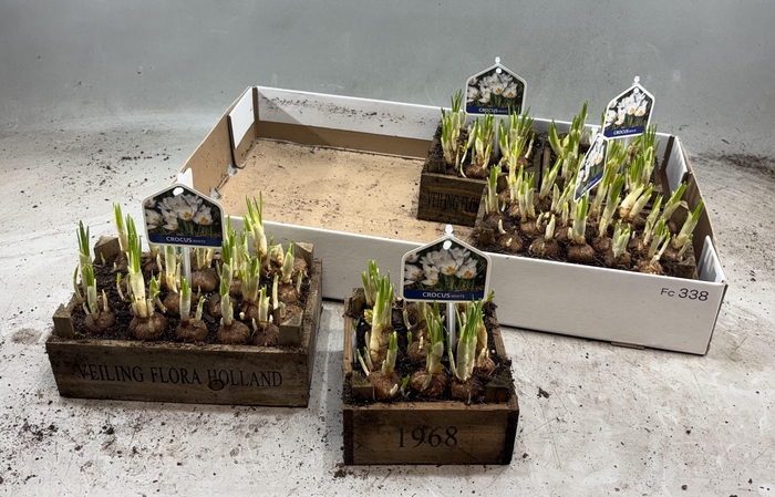 <h4>ARR BOL KNOLGEWAS</h4>