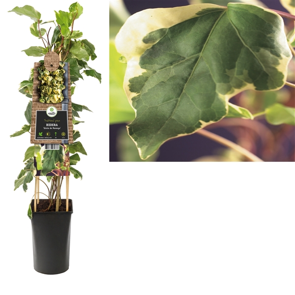 <h4>Hedera 'Gloire de Marengo' +3.0 label</h4>