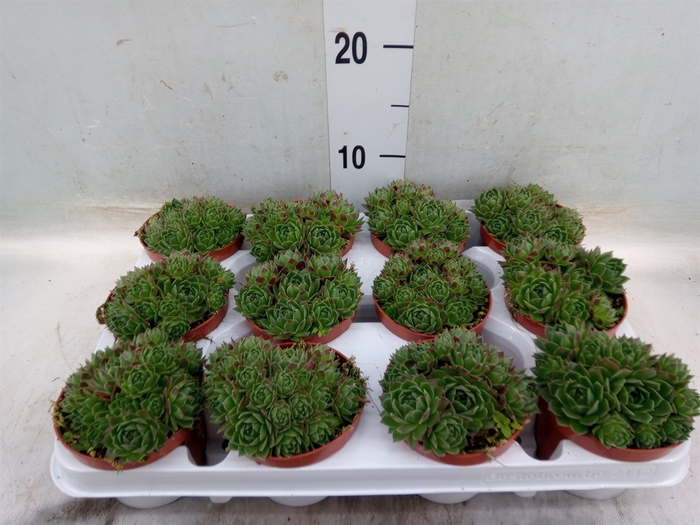 <h4>Sempervivum   ...</h4>