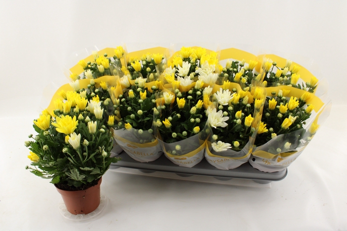 <h4>CHRYS BREEZE YELLOW</h4>