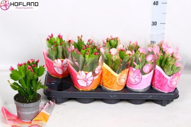 <h4>SCHLUMB GEM 3 KL</h4>