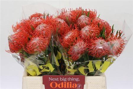 <h4>Leuco Co Tango</h4>