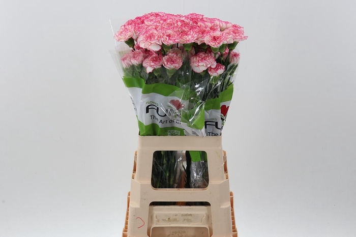 <h4>Di St Komachi</h4>