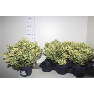 Hebe And Variegata