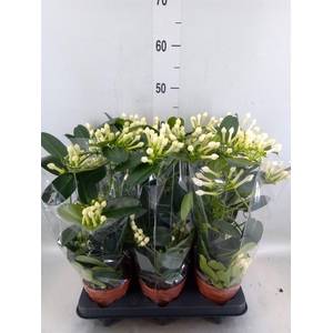 Stephanotis floribunda   ...