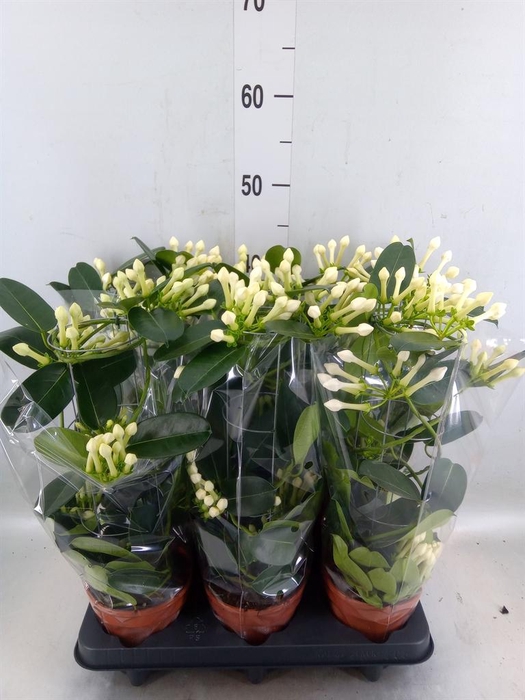 <h4>Stephanotis floribunda   ...</h4>