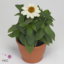 ZINNIA WHITE P12