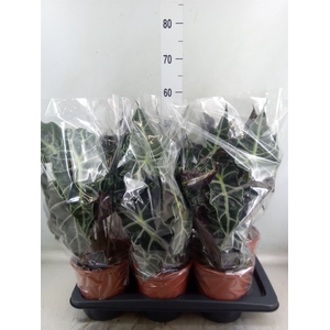 Alocasia amazonica 'Polly'