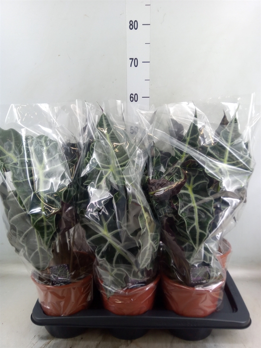 <h4>Alocasia amazonica 'Polly'</h4>