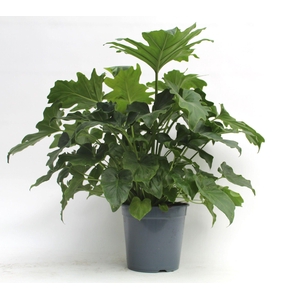 Philodendron Selloum