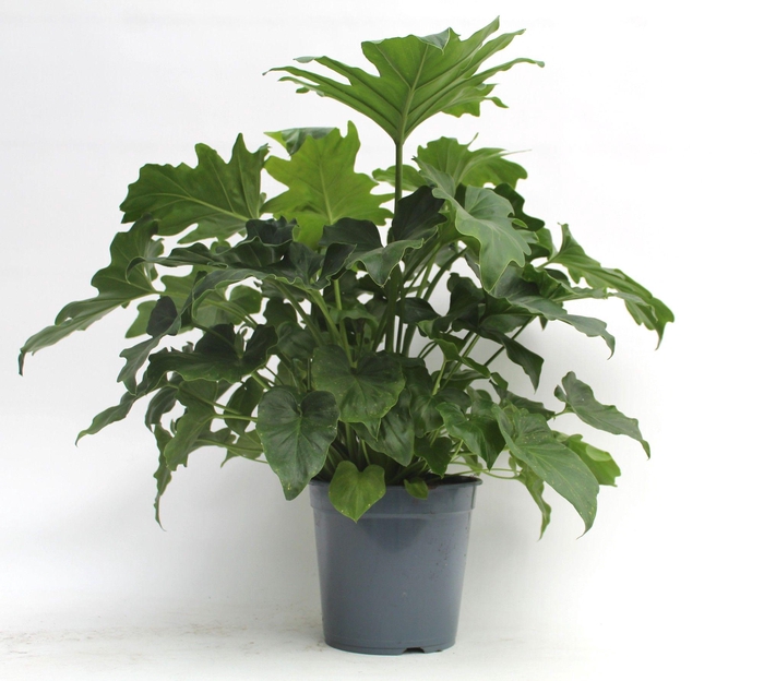 <h4>Philodendron Selloum</h4>