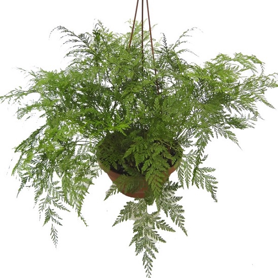 RENDA PORTUGUESA C21