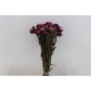 Dried Helichrysum D Pink Bunch