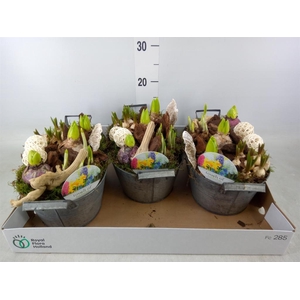 Arr.   Bol/Knolgewas L%